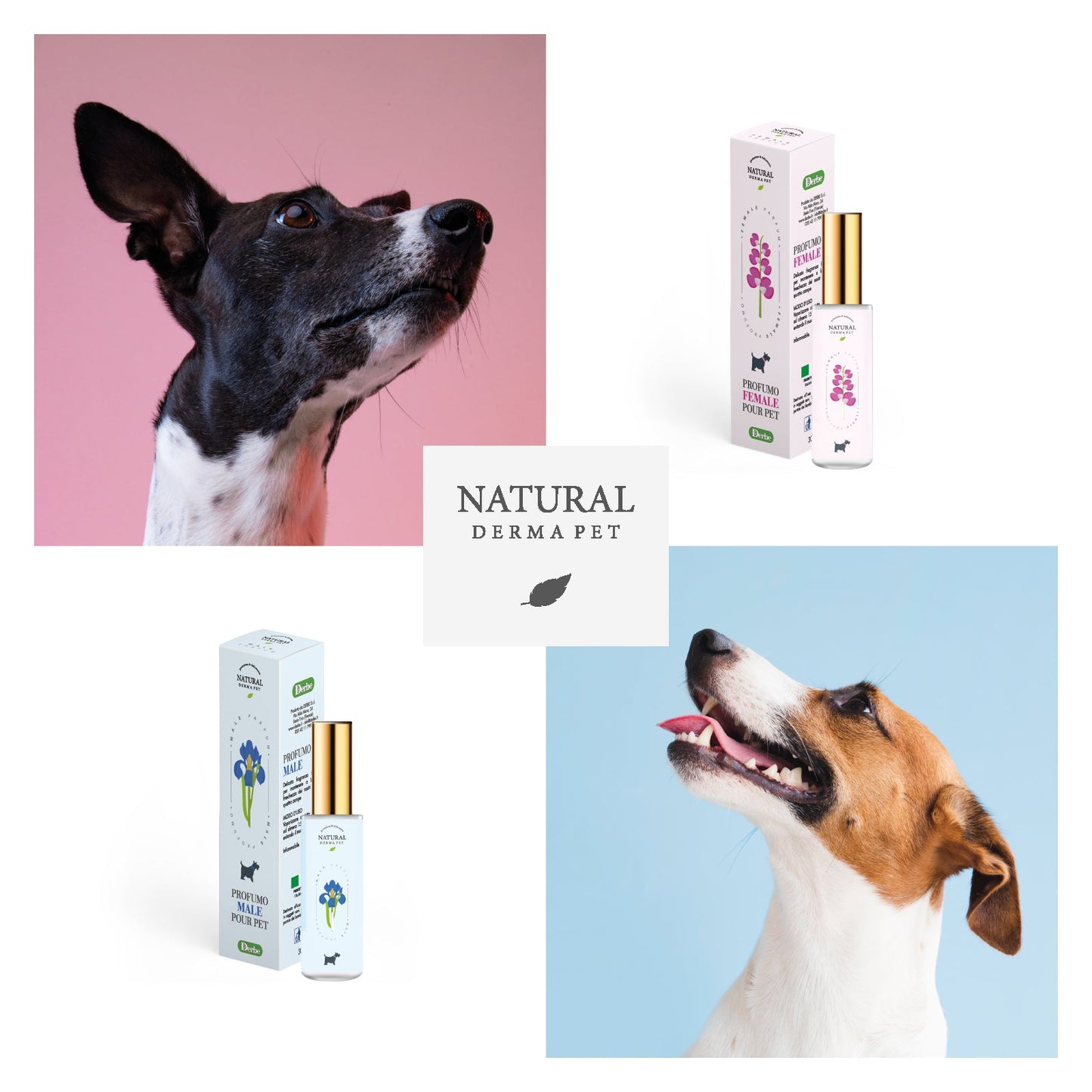 Šunų kvepalai (patinams) – gaivus gėlių aromatas su gintaro pagrindu, 30ml