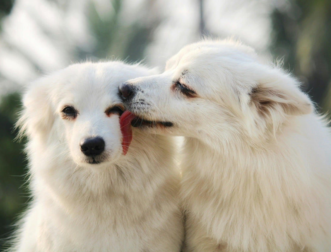 How to Choose the Right Shampoo for Your Dog?