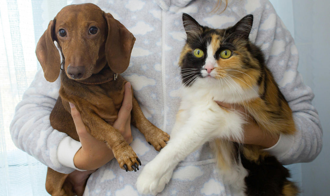 How to Eliminate Unpleasant Cat and Dog Odors?