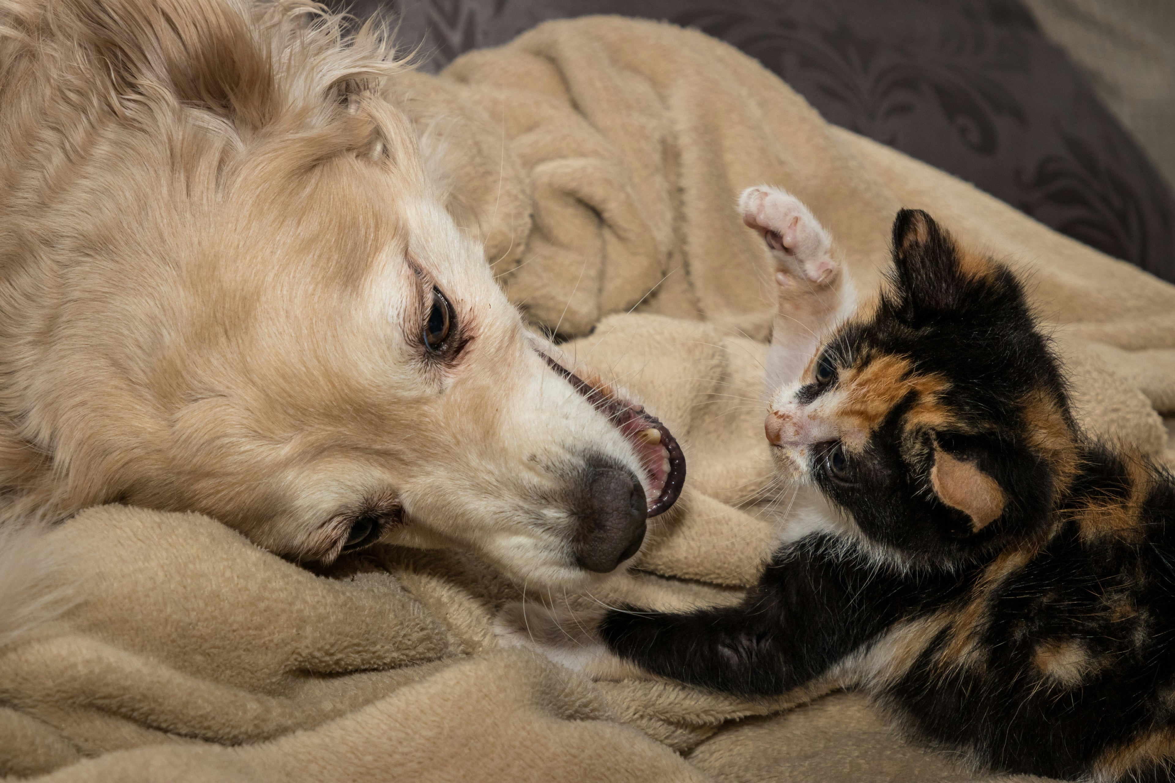 Dog & Cat Stain/Odor Removers