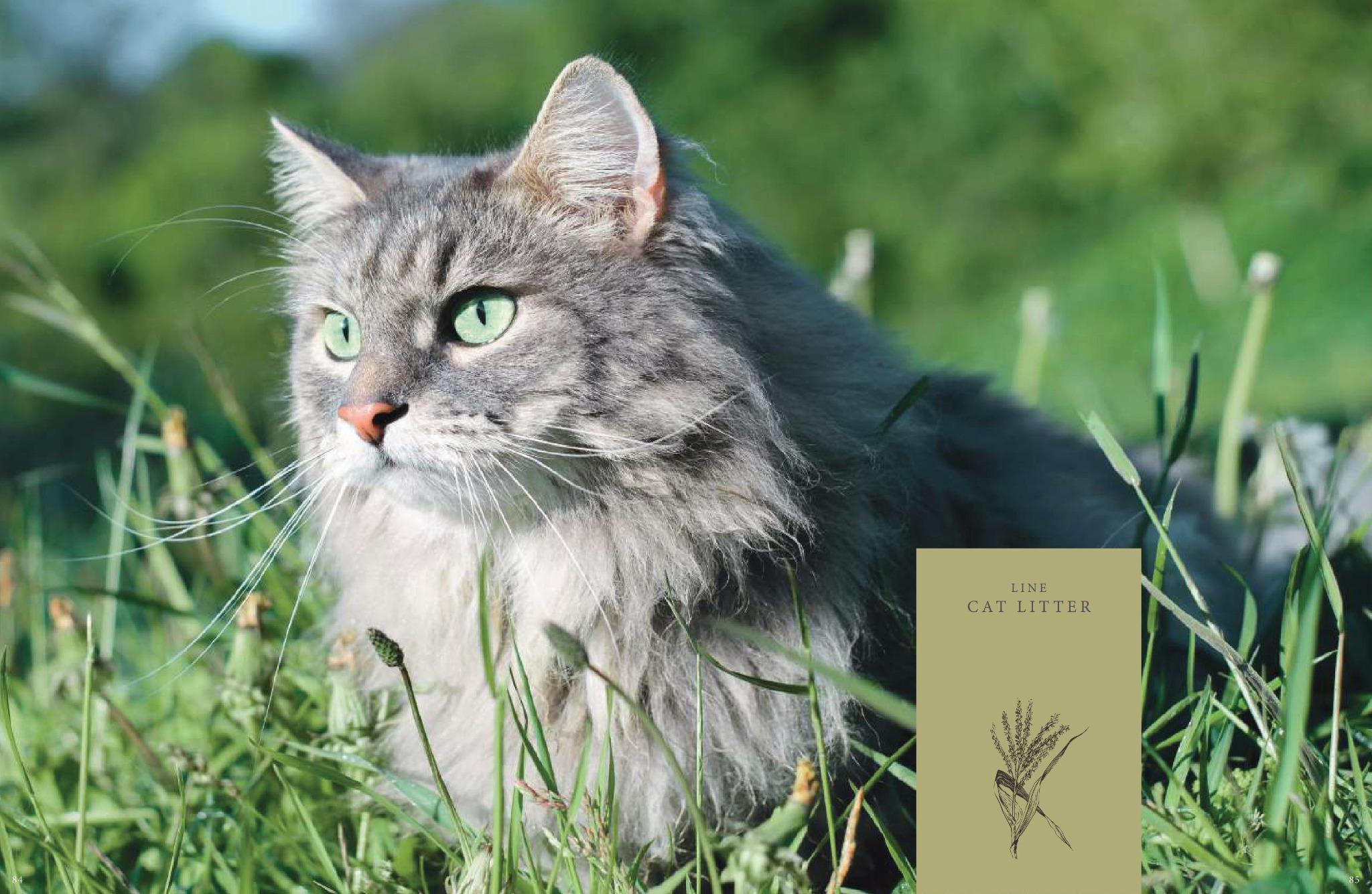 Cat Litter