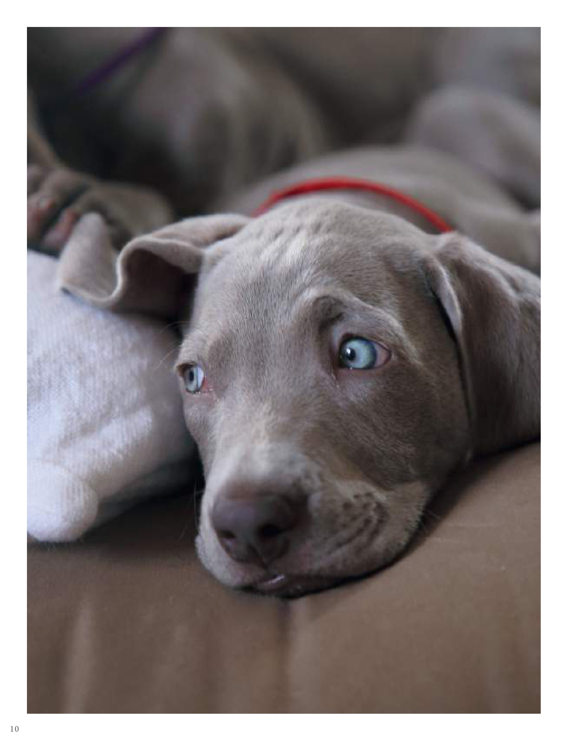 Puppy shampoos