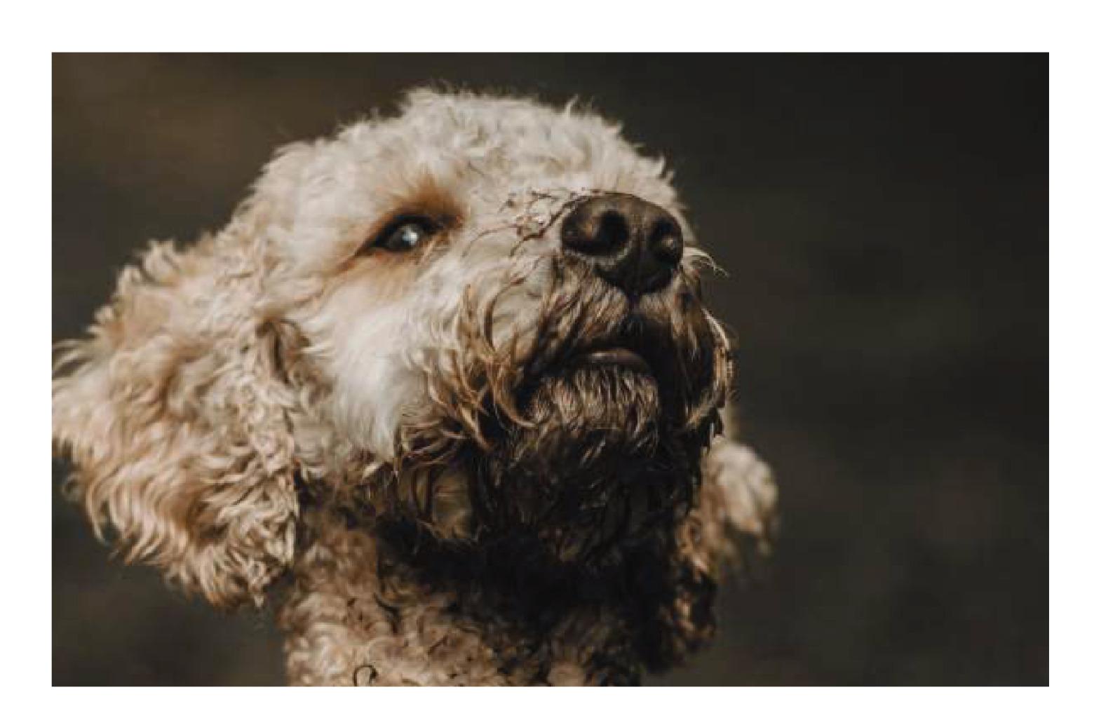 Dog Dandruff Shampoos