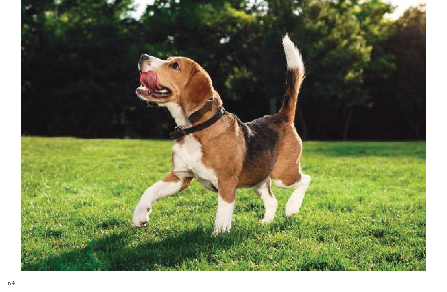 Moisturizing Dog Shampoos