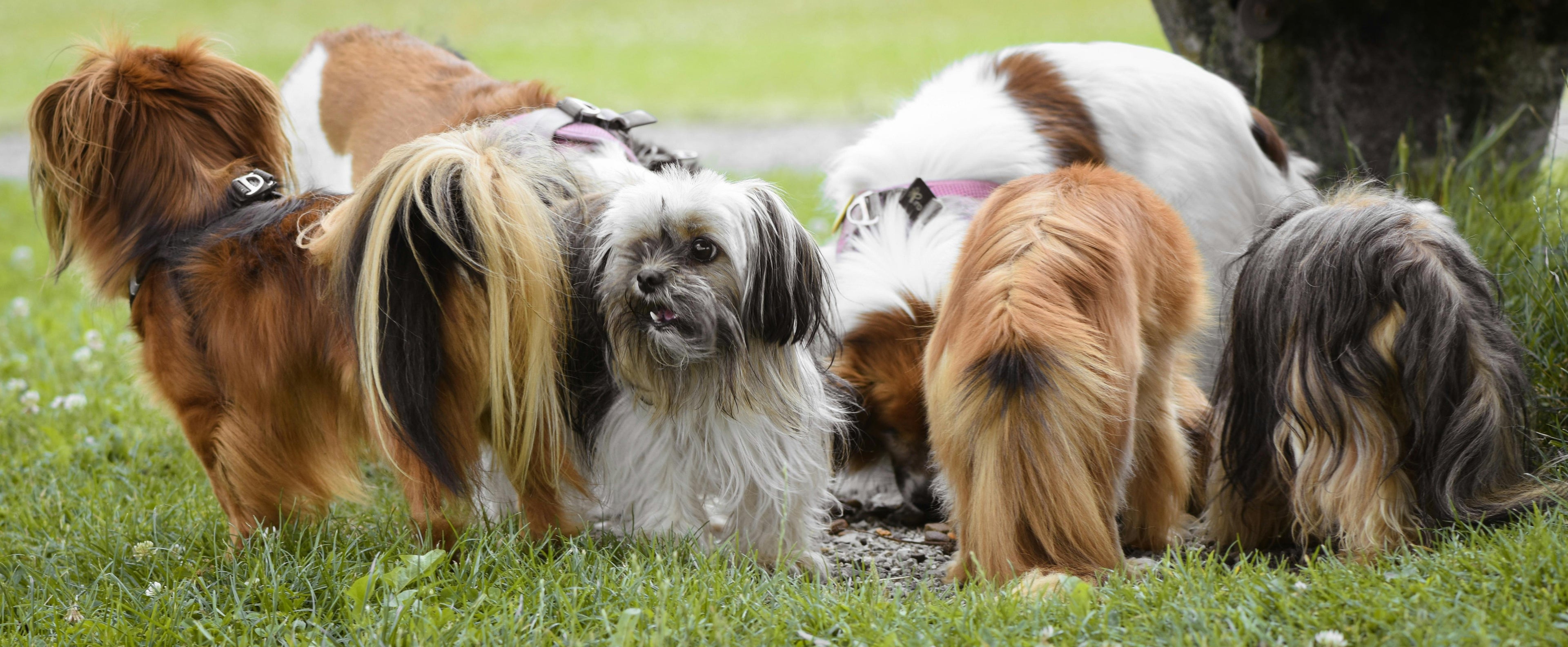 Long Coat Dog Shampoos