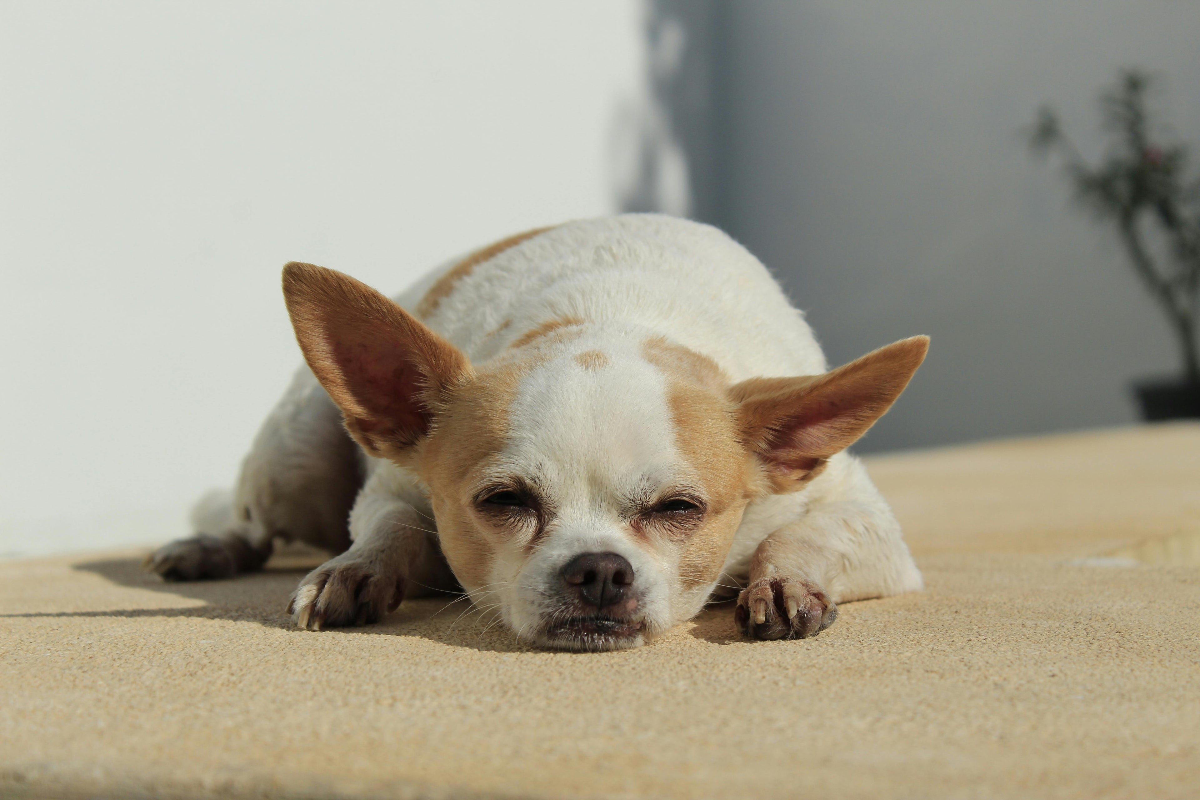 Short Coat Dog Shampoos