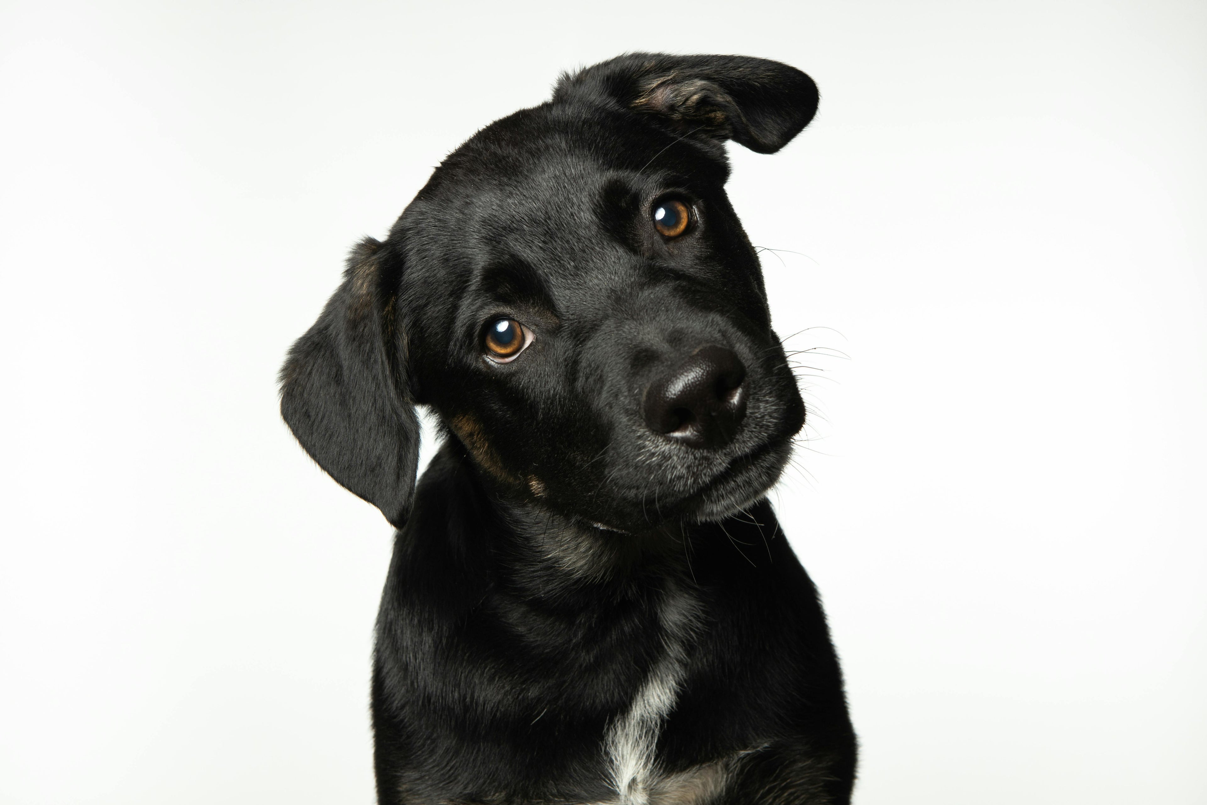Black & Dark Coat Dog Shampoos